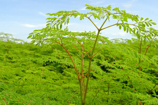 Moringa